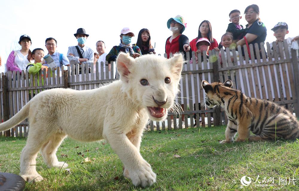 10月1日，白獅幼崽首次在南通森林野生動物園亮相。