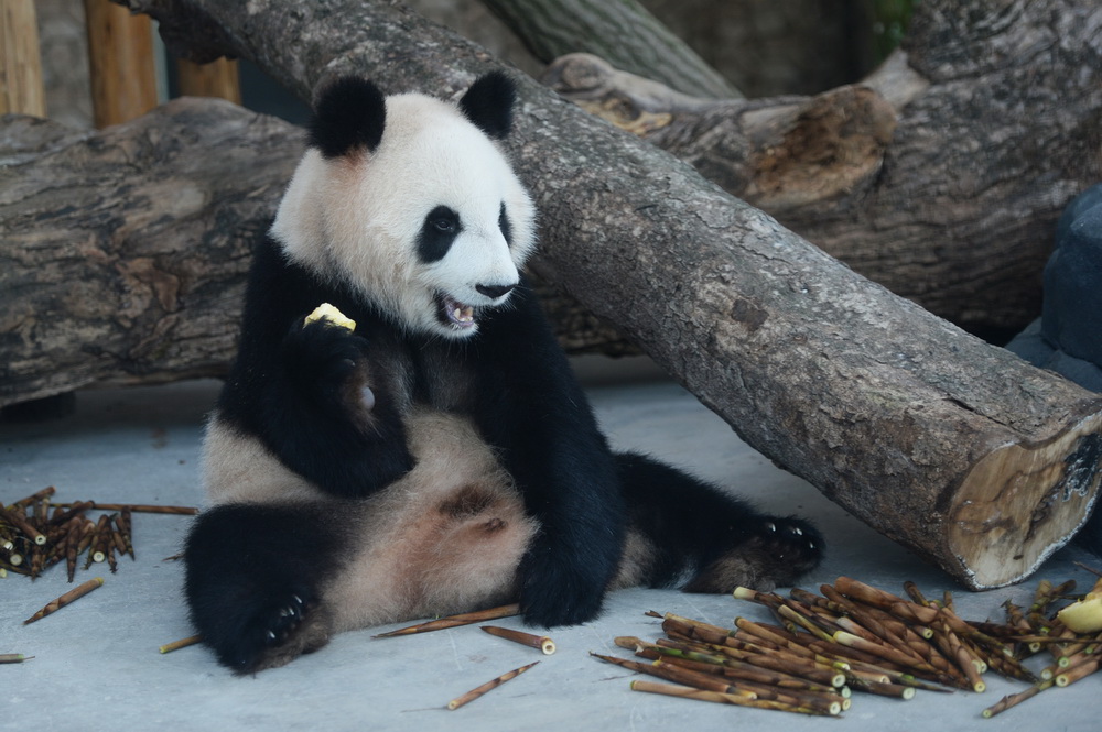 10月10日，大熊貓“大美”在長沙生態(tài)動物園進食。