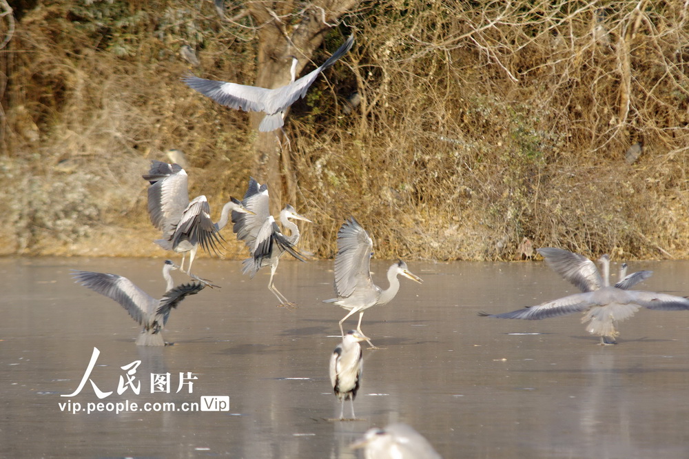 2021年1月5日，一群鷺鳥在冰湖上追逐嬉戲。