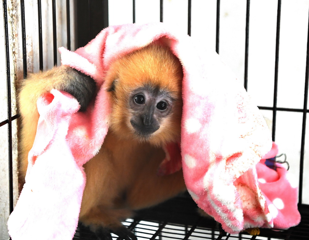 1月12日，南寧市動(dòng)物園的一只小白頰長(zhǎng)臂猿用毯子取暖。新華社記者 周華 攝