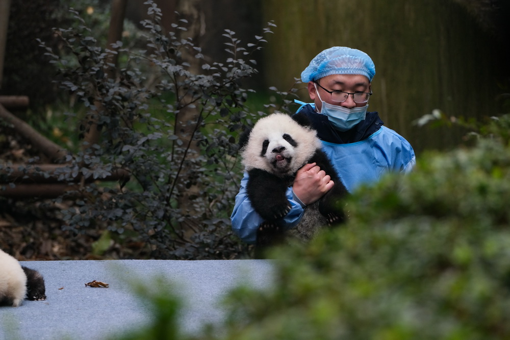 2月4日，成都大熊貓繁育研究基地月亮產(chǎn)房，工作人員抱著參與新春拜年活動(dòng)的大熊貓寶寶準(zhǔn)備離場(chǎng)。