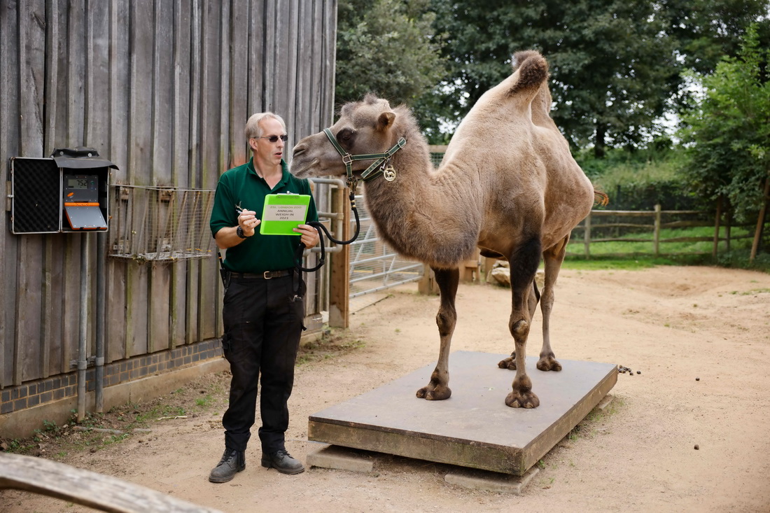 8月26日，工作人員在英國倫敦動物園給駱駝稱重。