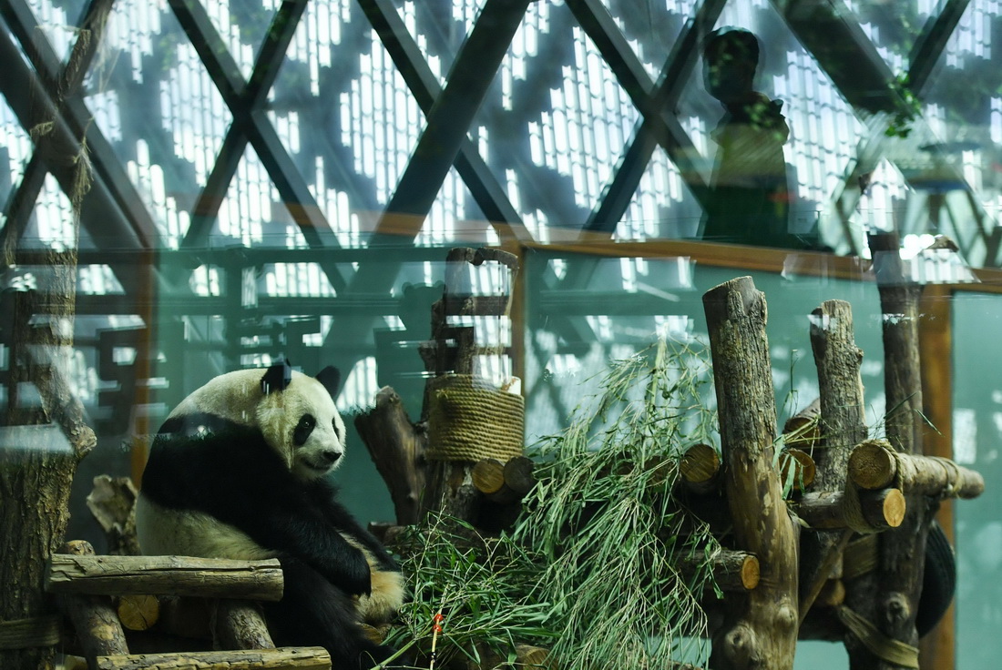 9月19日，在青海省西寧市青藏高原野生動(dòng)物園熊貓館，大熊貓“園滿(mǎn)”在玩耍。