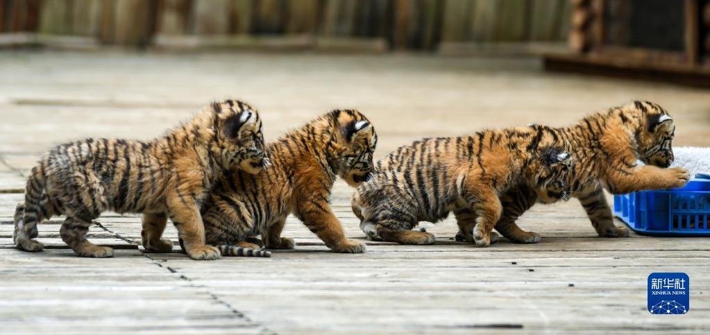 5月3日，東北虎四胞胎在云南野生動(dòng)物園嬉戲。