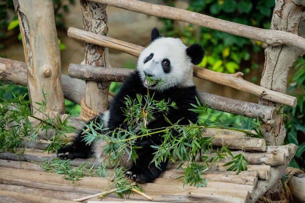 5月25日，大熊貓寶寶“升誼”在馬來西亞吉隆坡附近的國家動物園吃竹子。