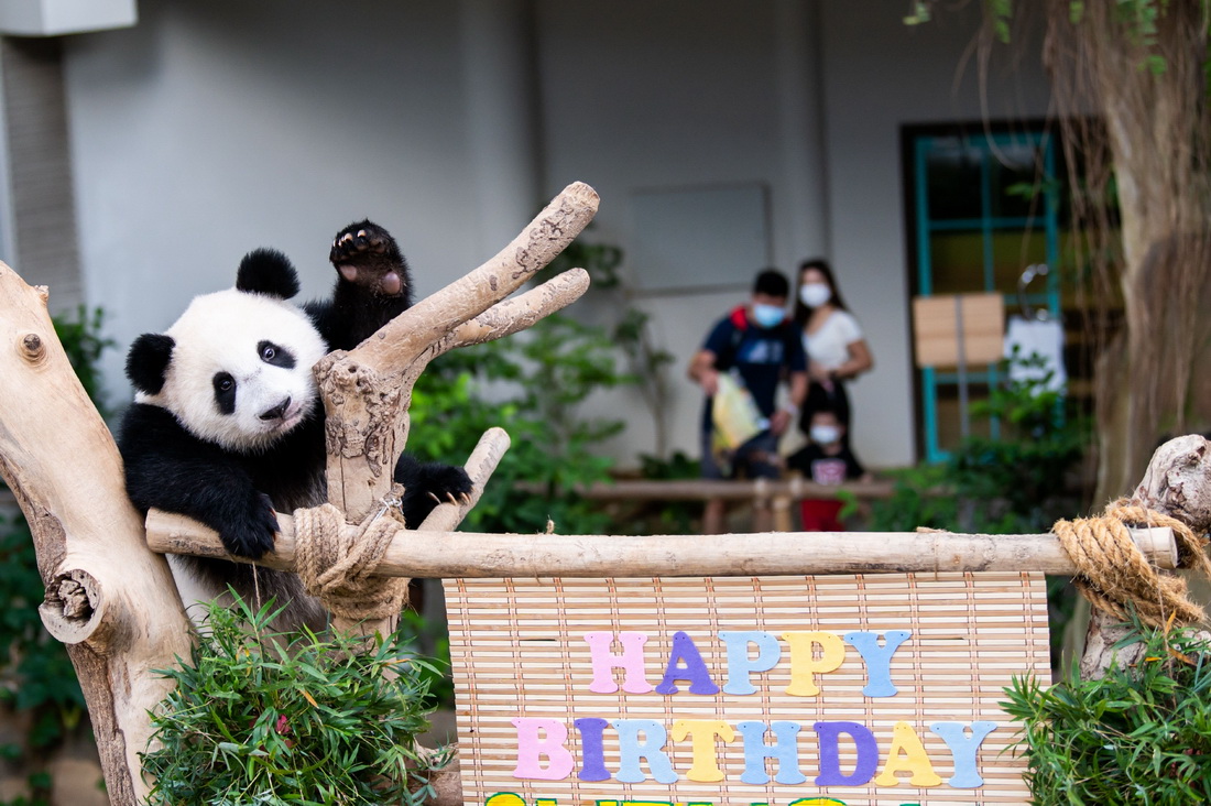 5月31日，大熊貓寶寶“升誼”在馬來西亞吉隆坡附近的國家動物園慶祝一歲生日。