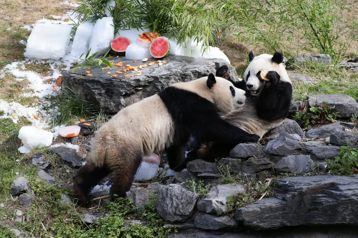 8月6日，在比利時(shí)布呂熱萊特的天堂動物園，大熊貓“寶弟”（左）、“寶妹”享用“生日大餐”。