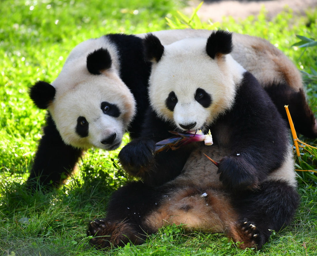 這是8月31日在德國柏林動物園拍攝的大熊貓“夢圓”（左）和“夢想”。