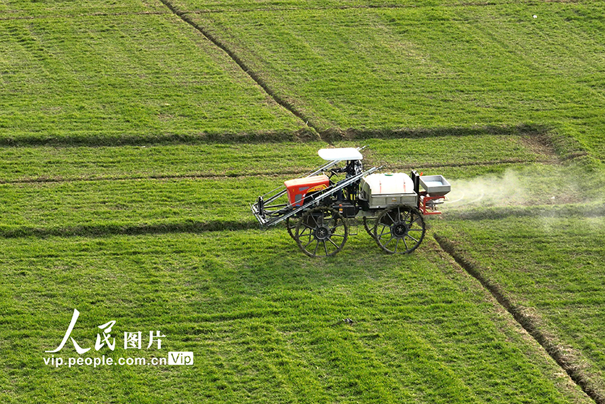 2023年2月3日，江蘇省常州市金壇區(qū)錢家村的農(nóng)民駕駛農(nóng)機(jī)為小麥?zhǔn)┓?。陳暐攝（人民圖片網(wǎng)）