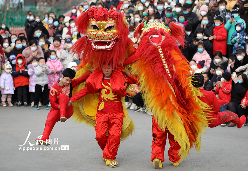 2023年2月2日，河北滄州滄縣劉吉舞獅團的隊員在表演舞獅。周洋攝（人民圖片網(wǎng)）