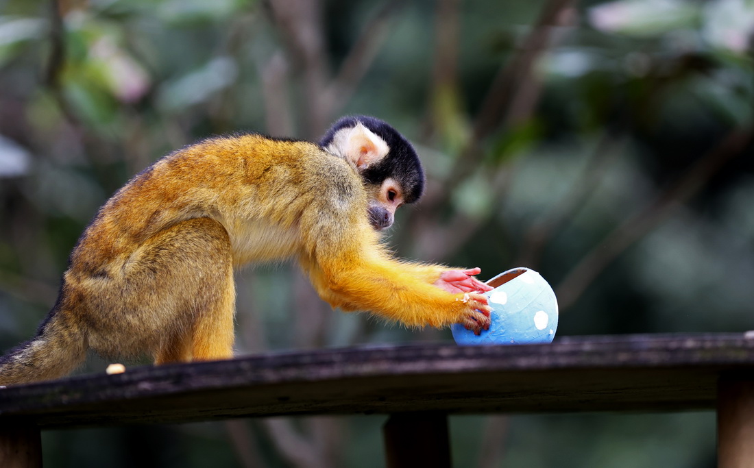 4月5日，在英國(guó)倫敦動(dòng)物園，一只松鼠猴準(zhǔn)備享用“彩蛋大餐”。