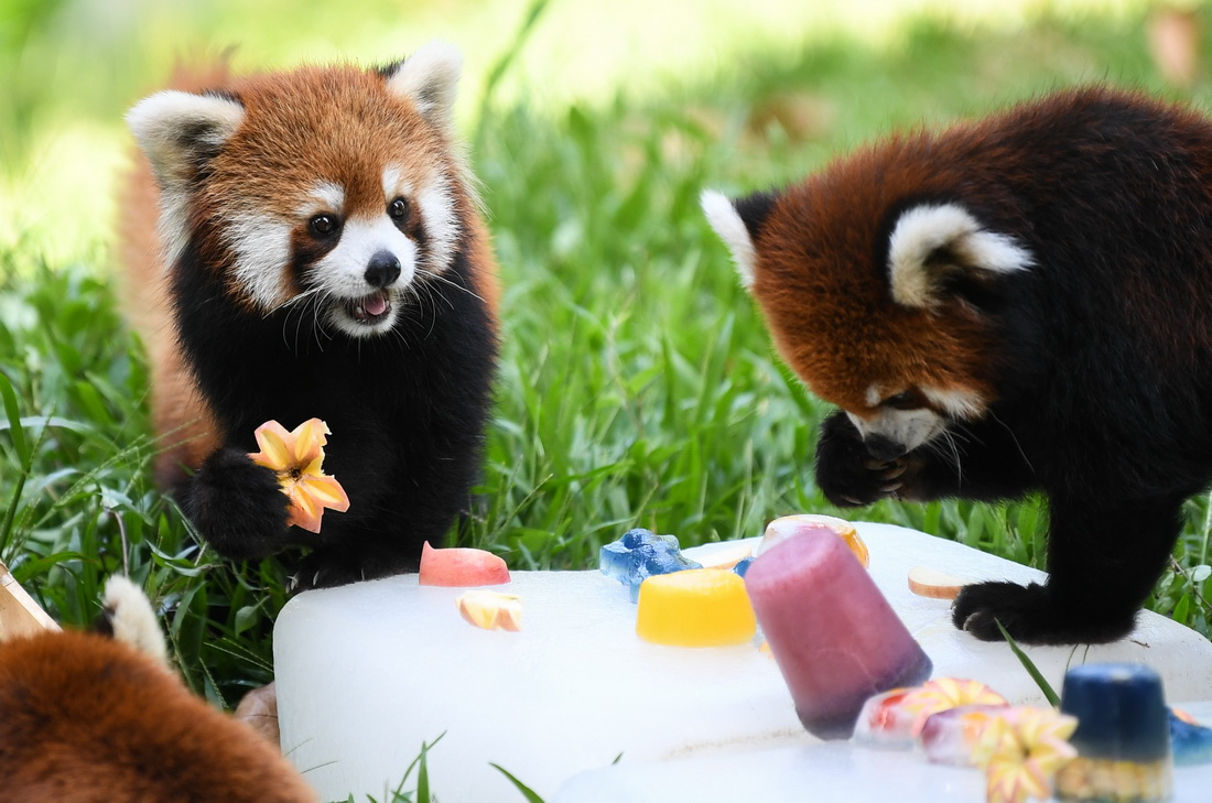 7月13日，廣州動物園里的小熊貓享用冰鎮(zhèn)水果。