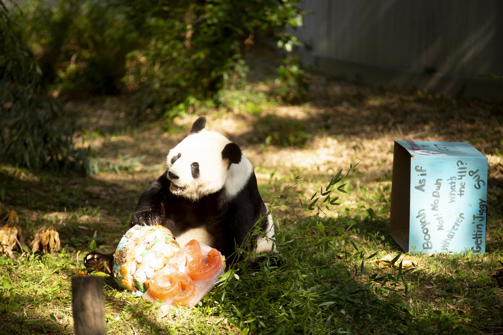 8月27日，大熊貓“添添”在美國首都華盛頓史密森學(xué)會國家動物園享用生日蛋糕。