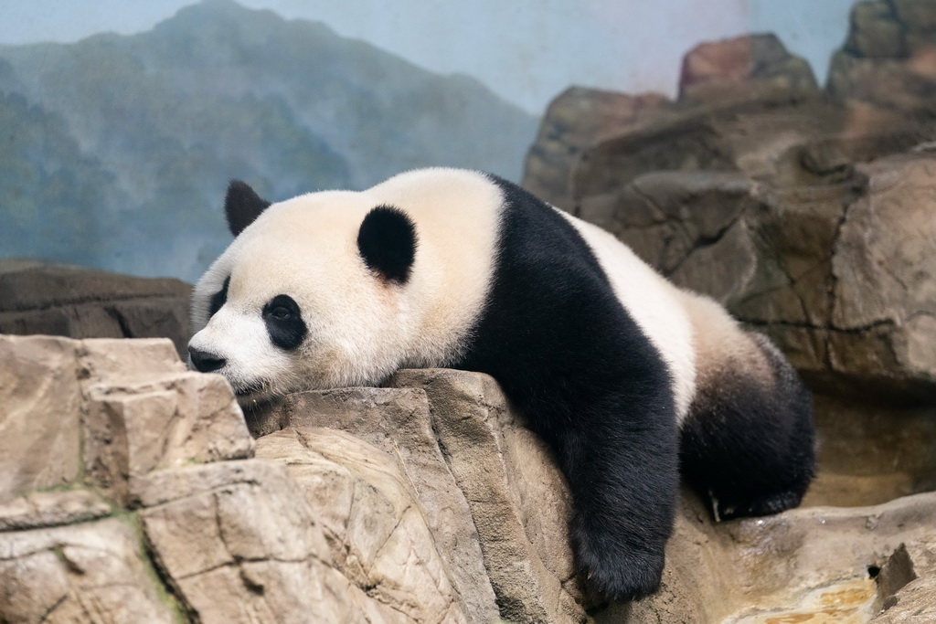 這是9月30日在美國華盛頓史密森學(xué)會國家動物園拍攝的大熊貓“小奇跡”。