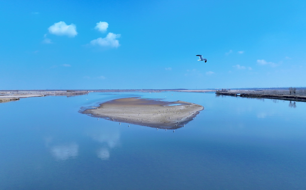 在黃河寧夏段，候鳥在灘涂上空飛翔（3月1日攝，無人機(jī)照片）。