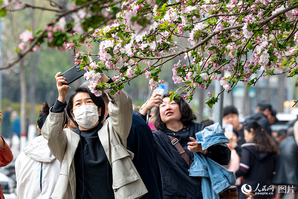 4月5日，山西太原市杏花嶺區(qū)杏林七條的海棠花開(kāi)得正盛，引得群眾爭(zhēng)相拍照打卡。人民網(wǎng) 盧鵬宇攝