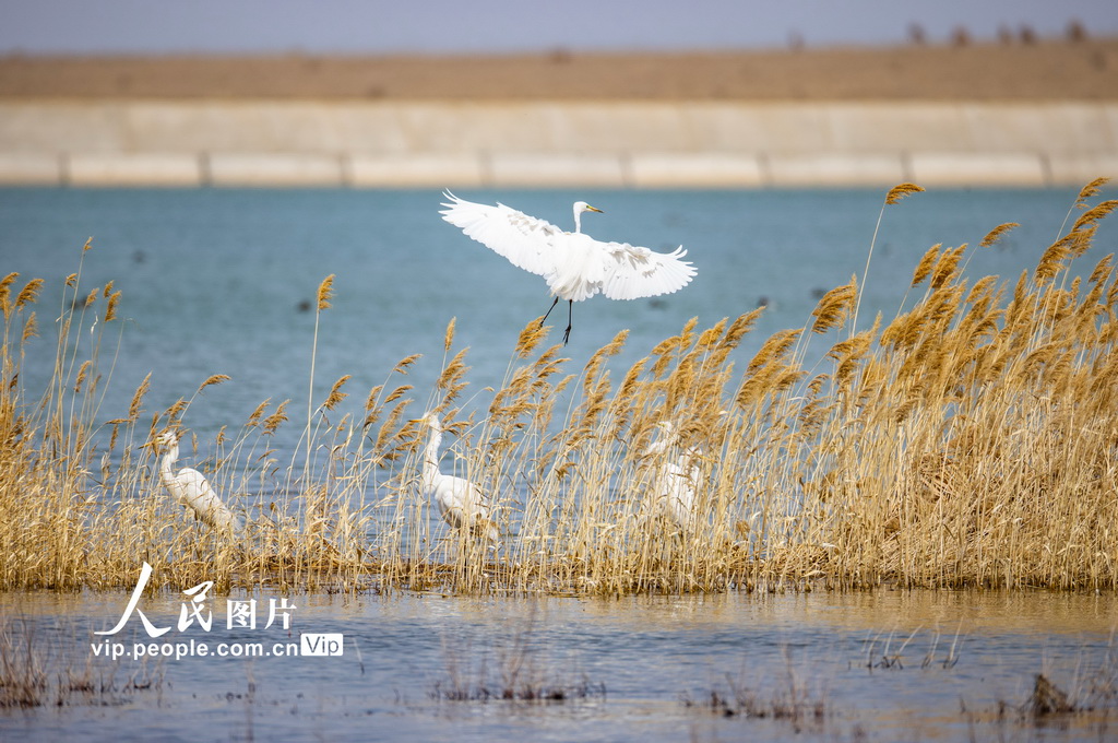 2024年4月29日，新疆維吾爾自治區(qū)昌吉回族自治州吉木薩爾縣北庭鎮(zhèn)東二畦水庫(kù)，白鷺在蘆葦蕩中棲息、覓食。