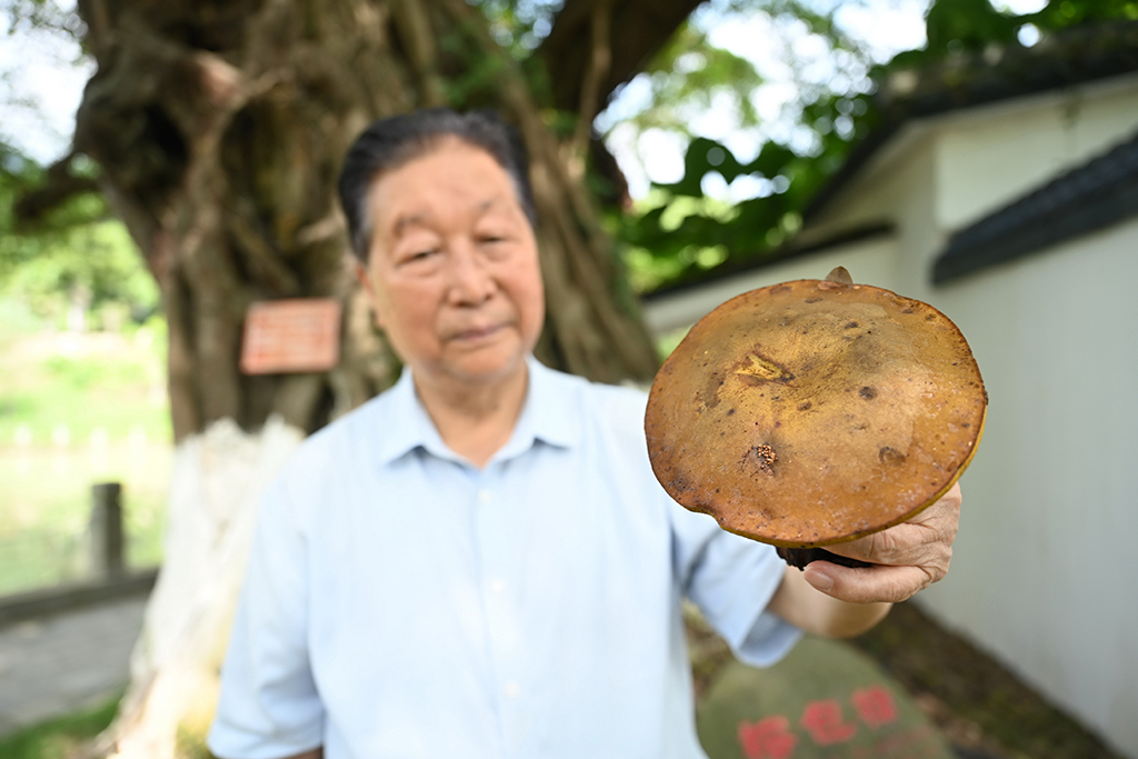 8月26日，林占熺教授展示在福建閩侯發(fā)現(xiàn)的野生牛肝菌。新華社記者 林善傳 攝