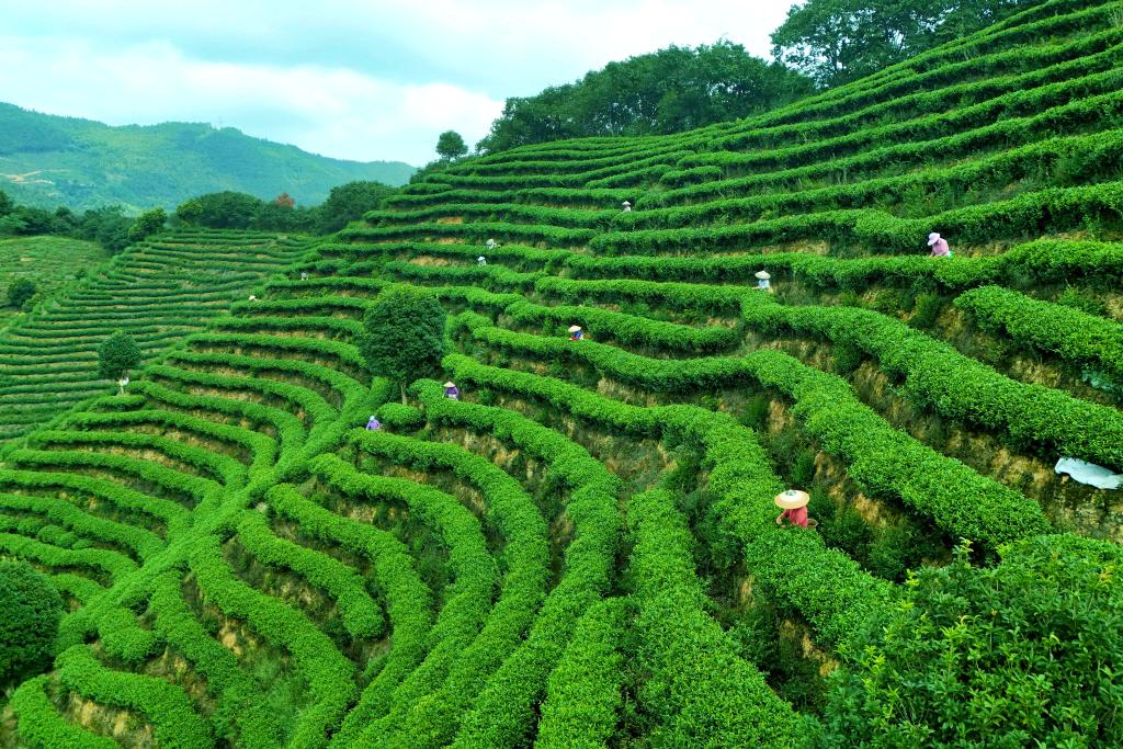 2024年9月8日，湖南省通道侗族自治縣菁蕪洲鎮(zhèn)地連村，茶農(nóng)在山間采摘秋茶，以供應(yīng)市場(chǎng)。