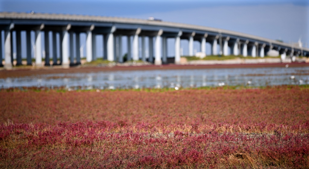 這是位于遼寧省錦州市凌海市紅海灘國家風(fēng)景廊道凌海大橋下方的紅海灘（9月14日攝）。新華社記者 錢一 攝