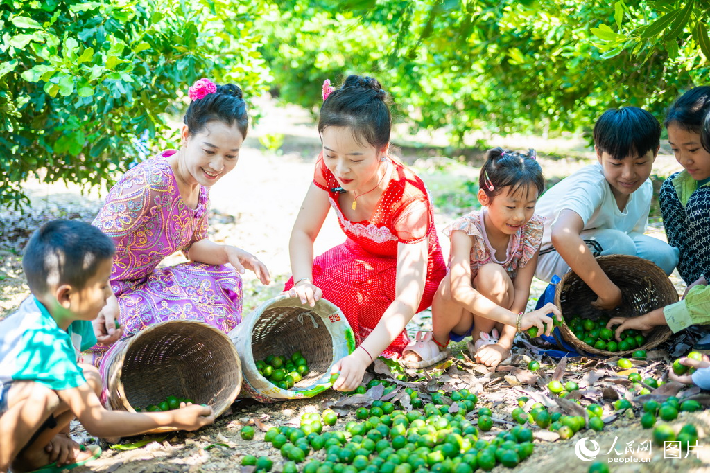 9月7日，云南省臨滄市永德大雪山堅(jiān)果豐收。人民網(wǎng) 莊志斌攝