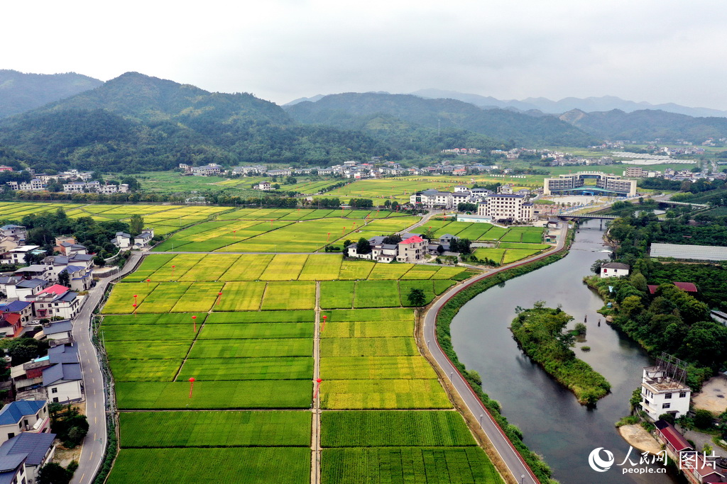 9月12日，江西省萍鄉(xiāng)市湘東區(qū)麻山鎮(zhèn)水稻制種基地內(nèi)溝渠縱橫，千余畝稻田里各品種雜交制種水稻品種進(jìn)入成熟期，豐收在望。人民網(wǎng)記者 時(shí)雨攝