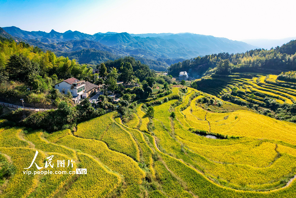 湖北蘄春：千層梯田水稻“豐”景如畫【4】