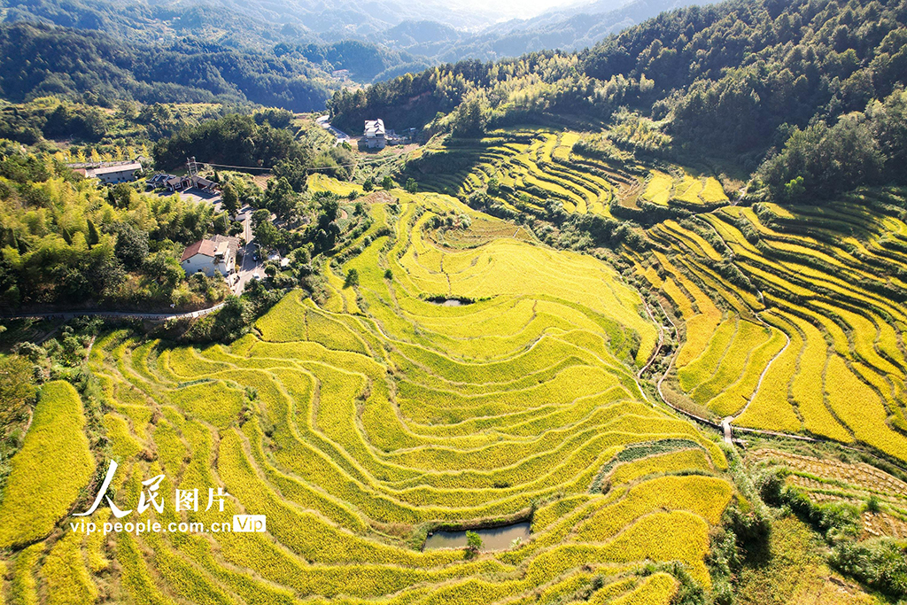 湖北蘄春：千層梯田水稻“豐”景如畫(huà)【6】