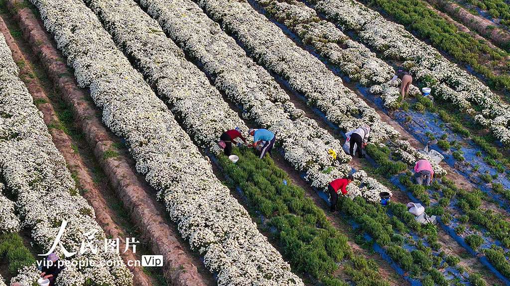 安徽亳州：菊花種植拓寬致富路【2】