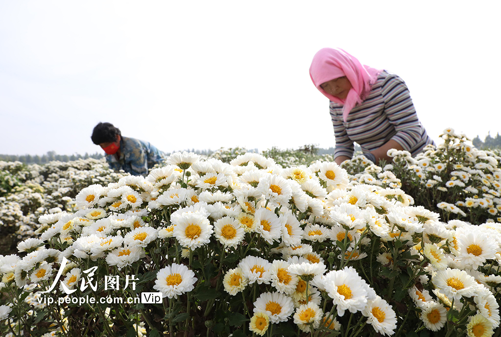 山東博興：菊花盛開富農(nóng)家【2】