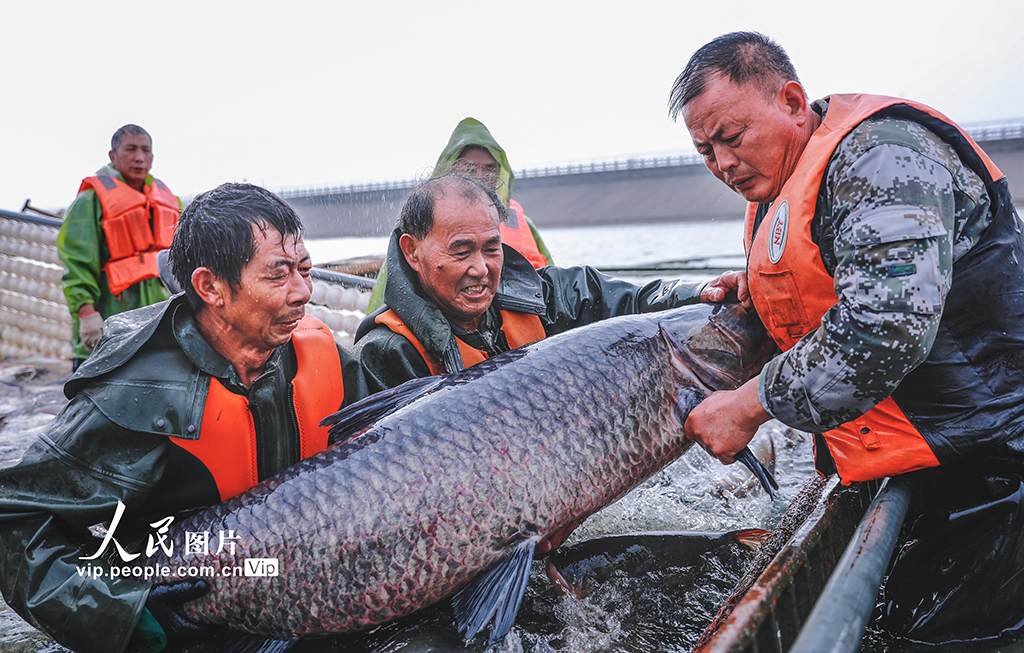 江蘇句容：秋捕起網(wǎng)魚(yú)滿倉(cāng)【4】