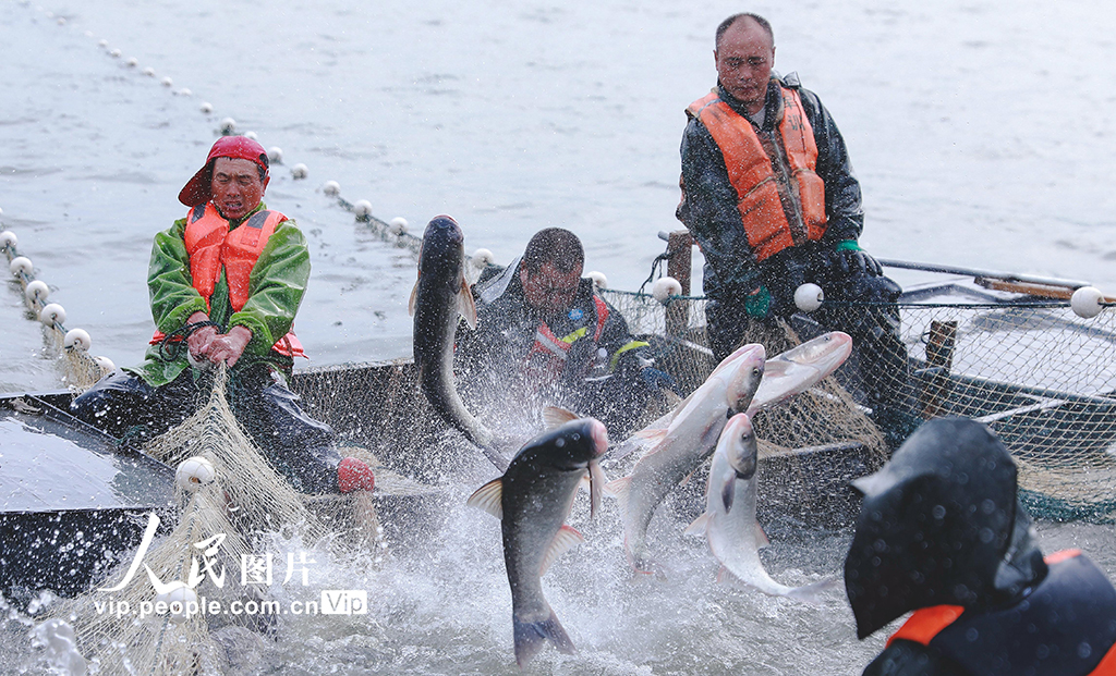 江蘇句容：秋捕起網(wǎng)魚滿倉(cāng)【2】