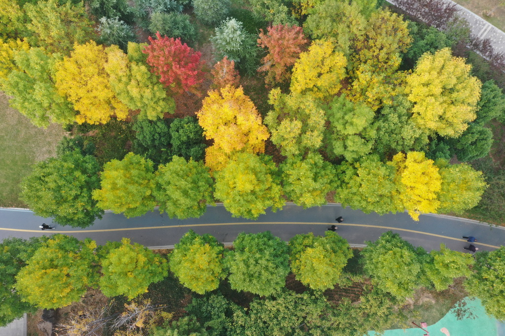 這是10月28日拍攝的河南省焦作市溫縣子夏公園（無(wú)人機(jī)照片）。新華社發(fā)（徐宏星攝）