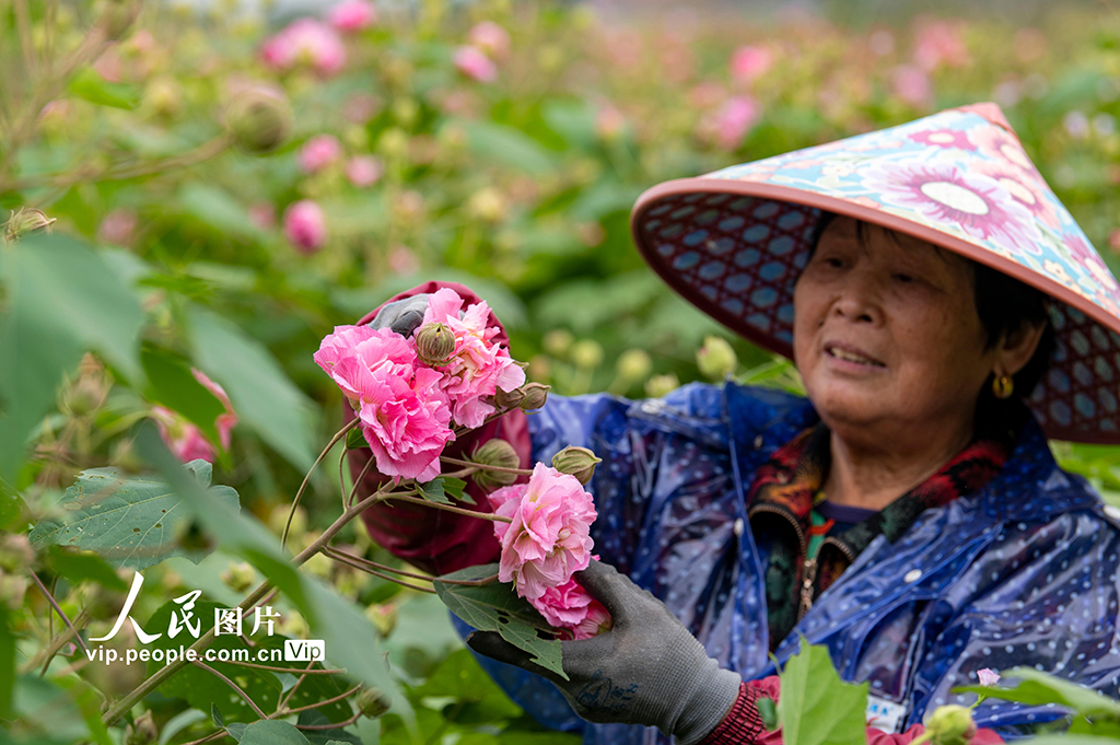 浙江蘭溪：種植木芙蓉 助鄉(xiāng)村共富【4】