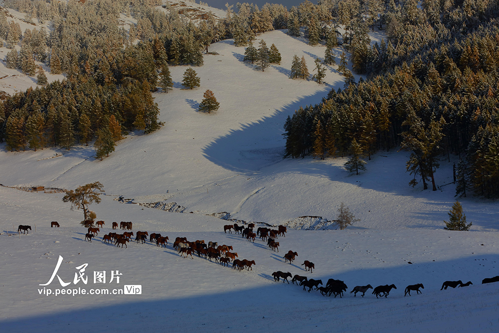 新疆阿勒泰：牲畜轉(zhuǎn)場【6】