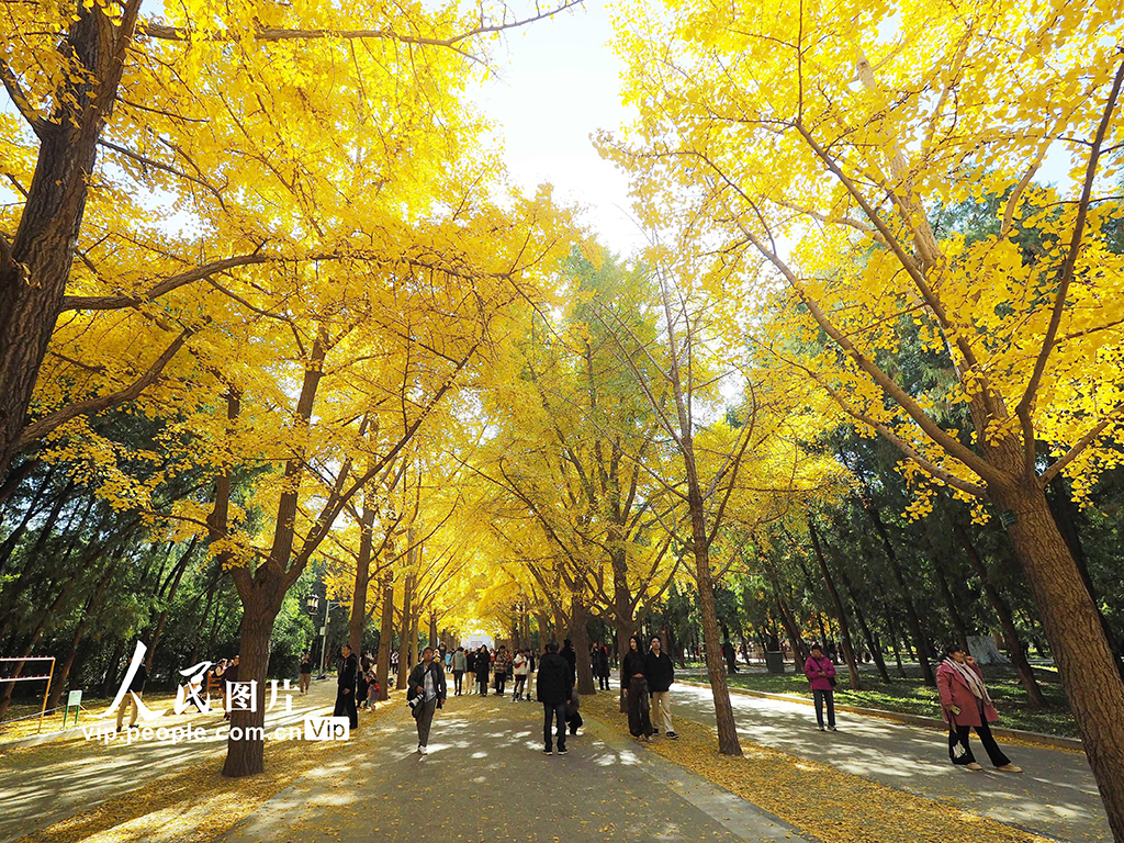 北京：地壇公園秋色濃【2】