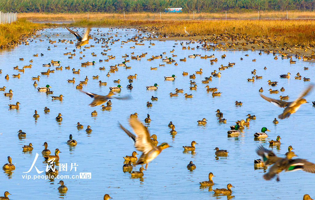 江蘇東臺(tái)：大批越冬候鳥(niǎo)飛抵條子泥濕地【3】