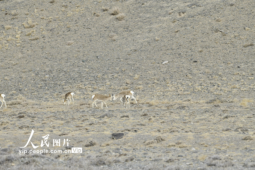 甘肅阿克塞：哈爾騰野生動物組團遷徙【3】