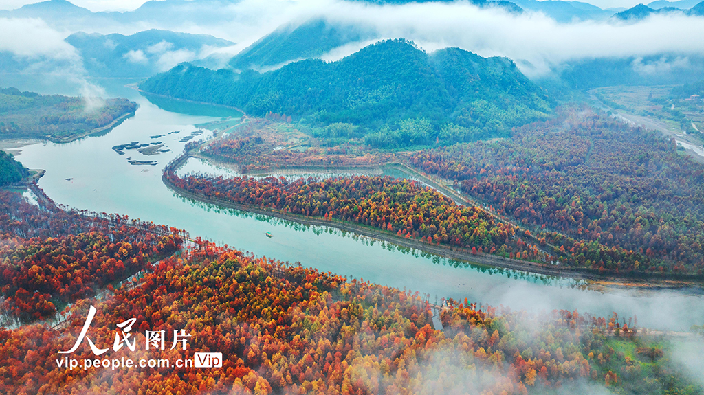 安徽寧國：濕地紅杉林 冬景美如畫【3】