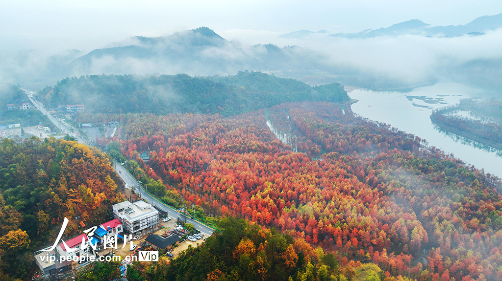 安徽寧國：濕地紅杉林 冬景美如畫【9】