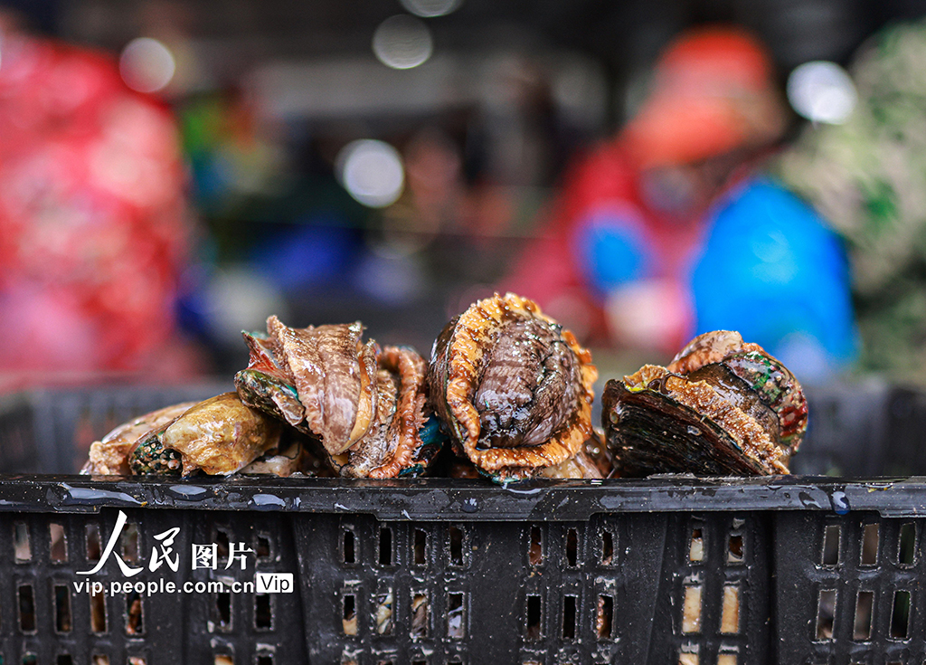 山東榮成：收獲鮑魚 供應(yīng)市場(chǎng)【5】