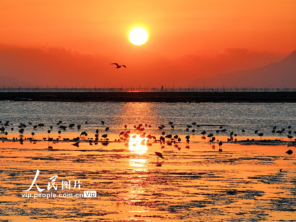 江蘇連云港：海州灣畔鳥兒歡【10】