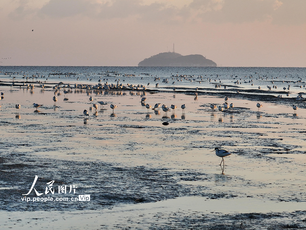 江蘇連云港：海州灣畔鳥兒歡【8】