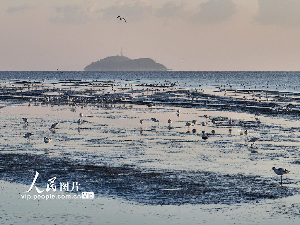 江蘇連云港：海州灣畔鳥兒歡【5】