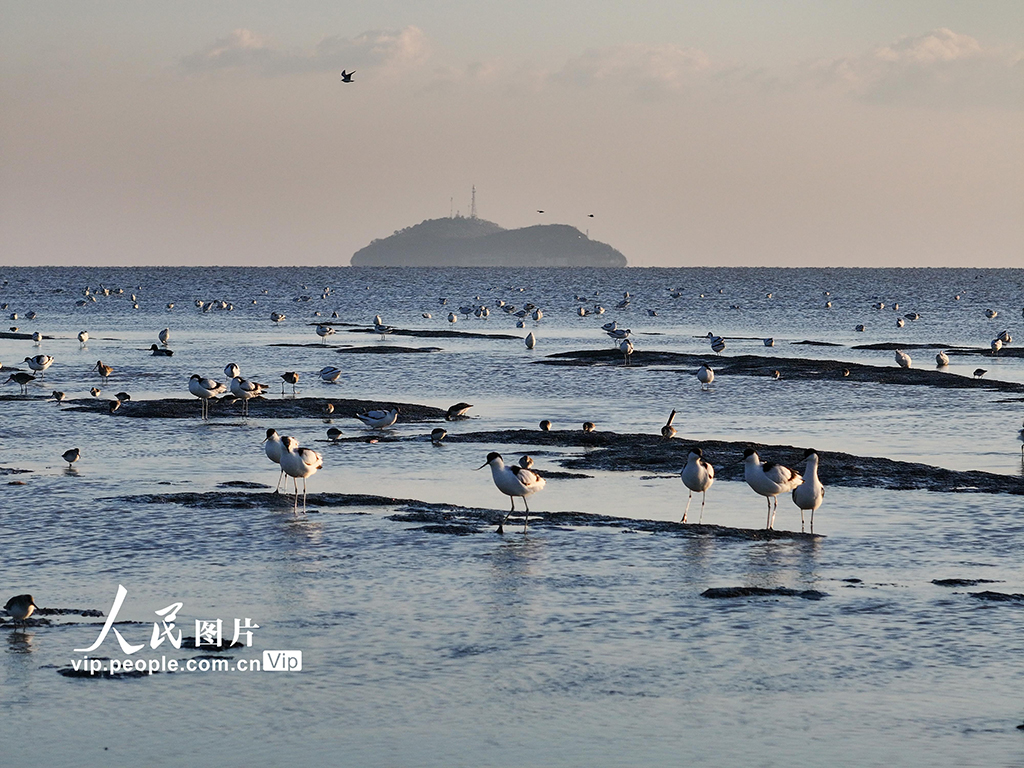 江蘇連云港：海州灣畔鳥(niǎo)兒歡【3】