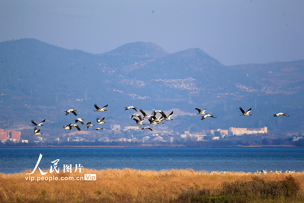 貴州草海：迎候鳥遷徙高峰【2】