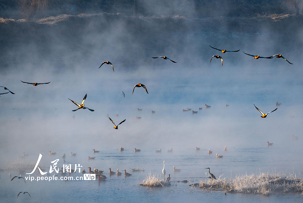 內(nèi)蒙古呼和浩特：“塞外千島湖” 候鳥(niǎo)舞翩躚【7】