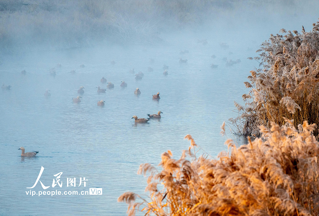 內(nèi)蒙古呼和浩特：“塞外千島湖” 候鳥舞翩躚【9】