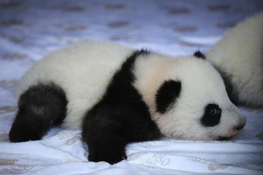 這是12月6日在德國柏林動物園拍攝的大熊貓幼崽“夢好”。