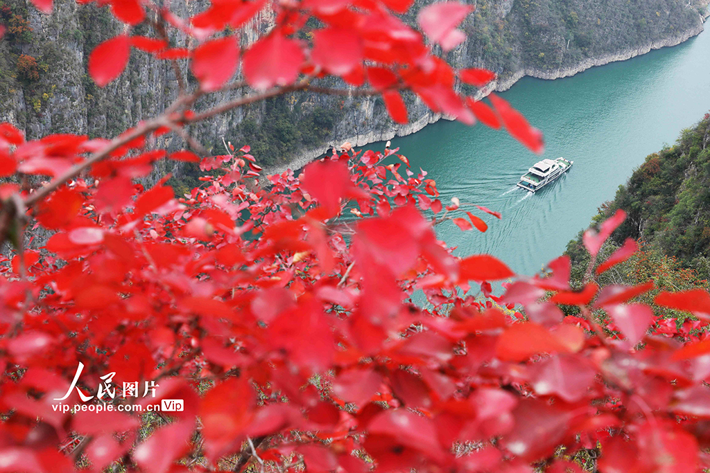 重慶巫山：紅葉正艷【2】